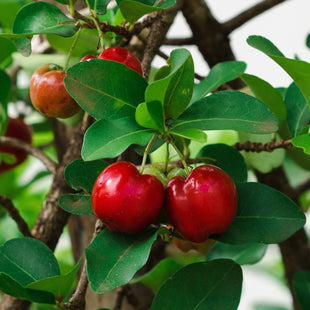 Acerola Extract