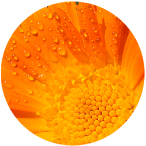 Calendula Flower Extract