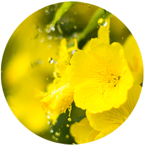 Evening Primrose Oil