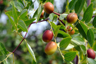 Jojoba Oil