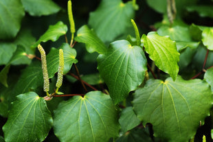 Kawakawa Extract