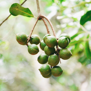 Macadamia Oil