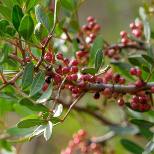Maqui Berry Oil
