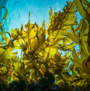 Marine Algae