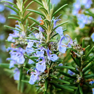 Rosemary