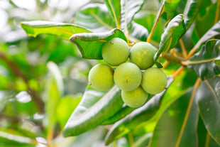 Tamanu Oil