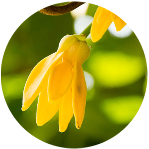 Ylang Ylang Oil