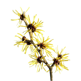 Witch Hazel