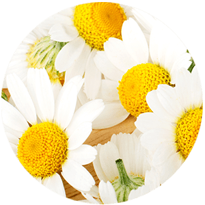 Daisy Flower Extract