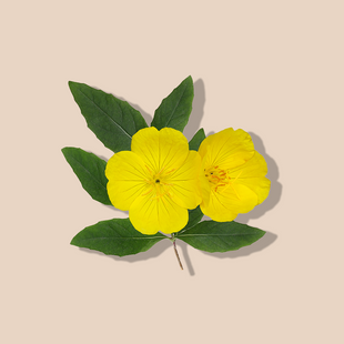 Evening Primrose Oil