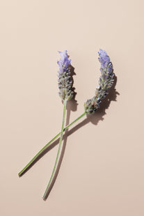 Lavender Oil