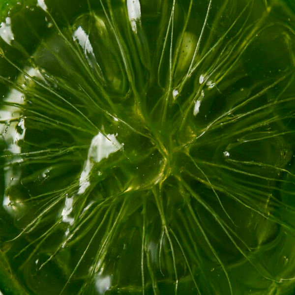 Mānuka leaf extract