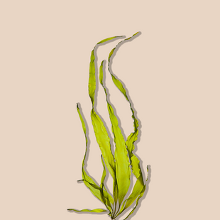 Marine Algae