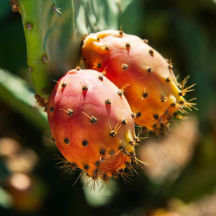 Prickly Pear Fruit Extract