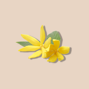 Ylang Ylang Oil